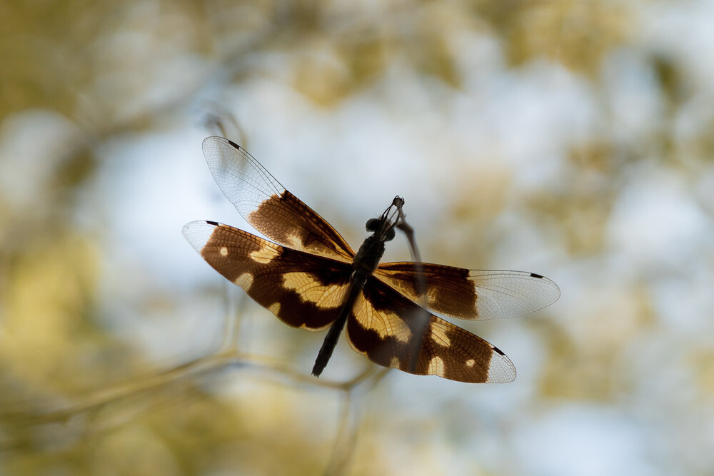 Photograph by Abhijith A S