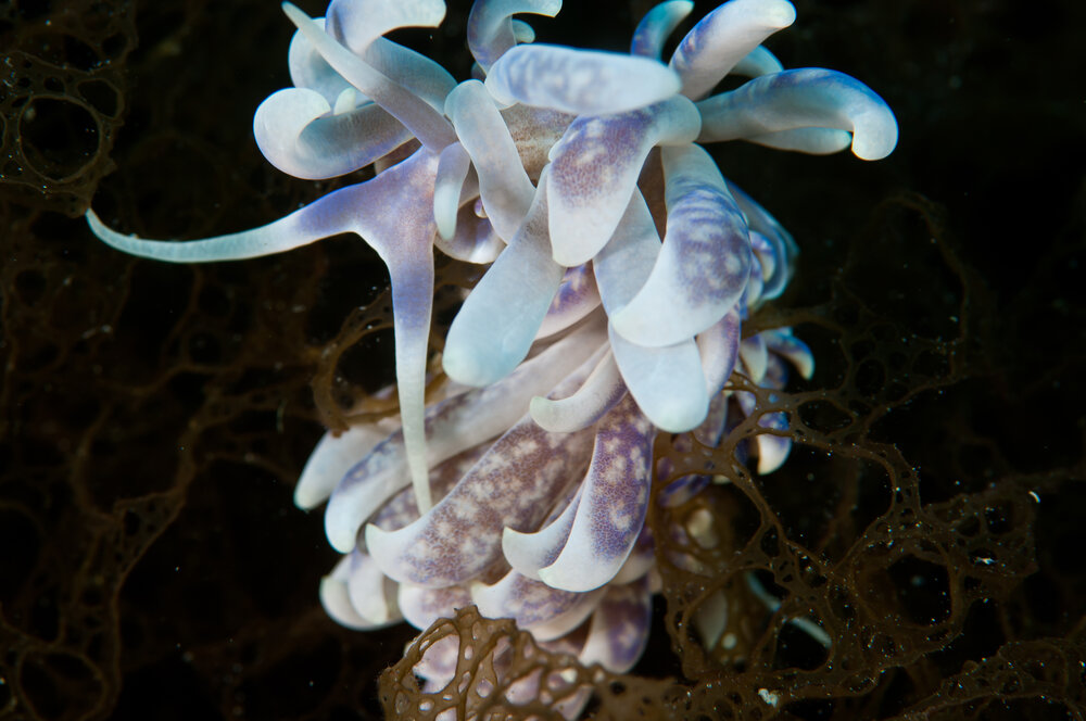 Photograph by Сергей Анохин