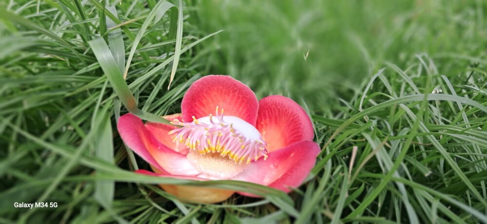 Photograph by Anitha Villalan