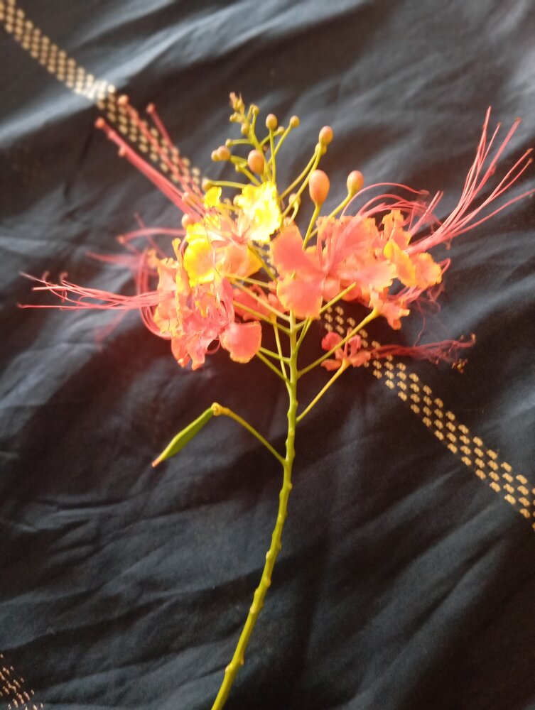 Photo #13811418