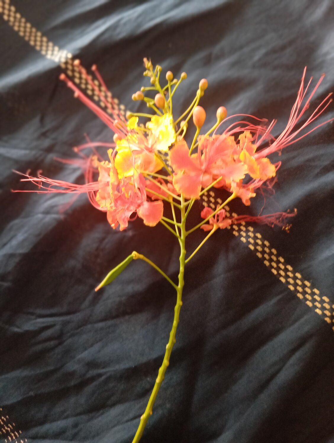 Photo #13811418