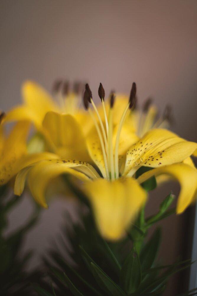 Photograph by Vera Nefedova