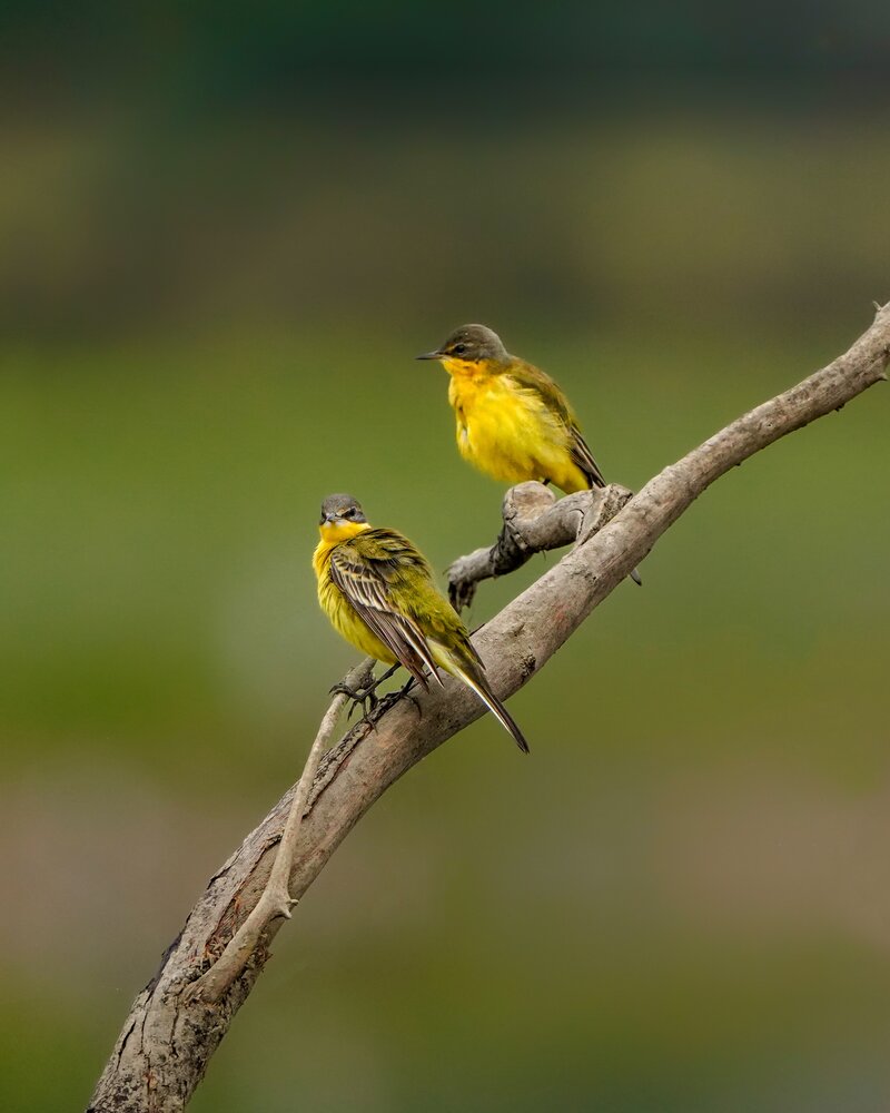 Photograph by mahadevan Arige
