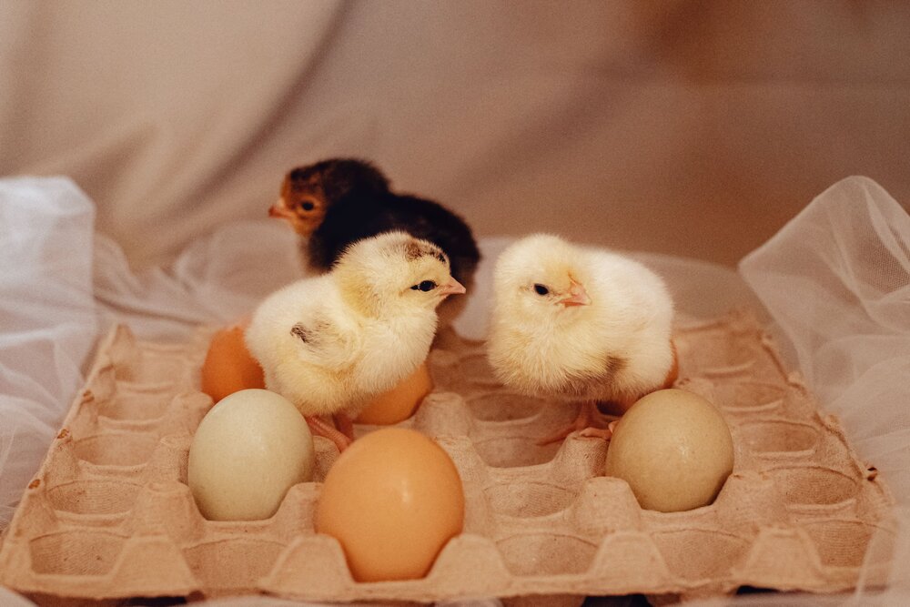 Photograph by Vera Nefedova