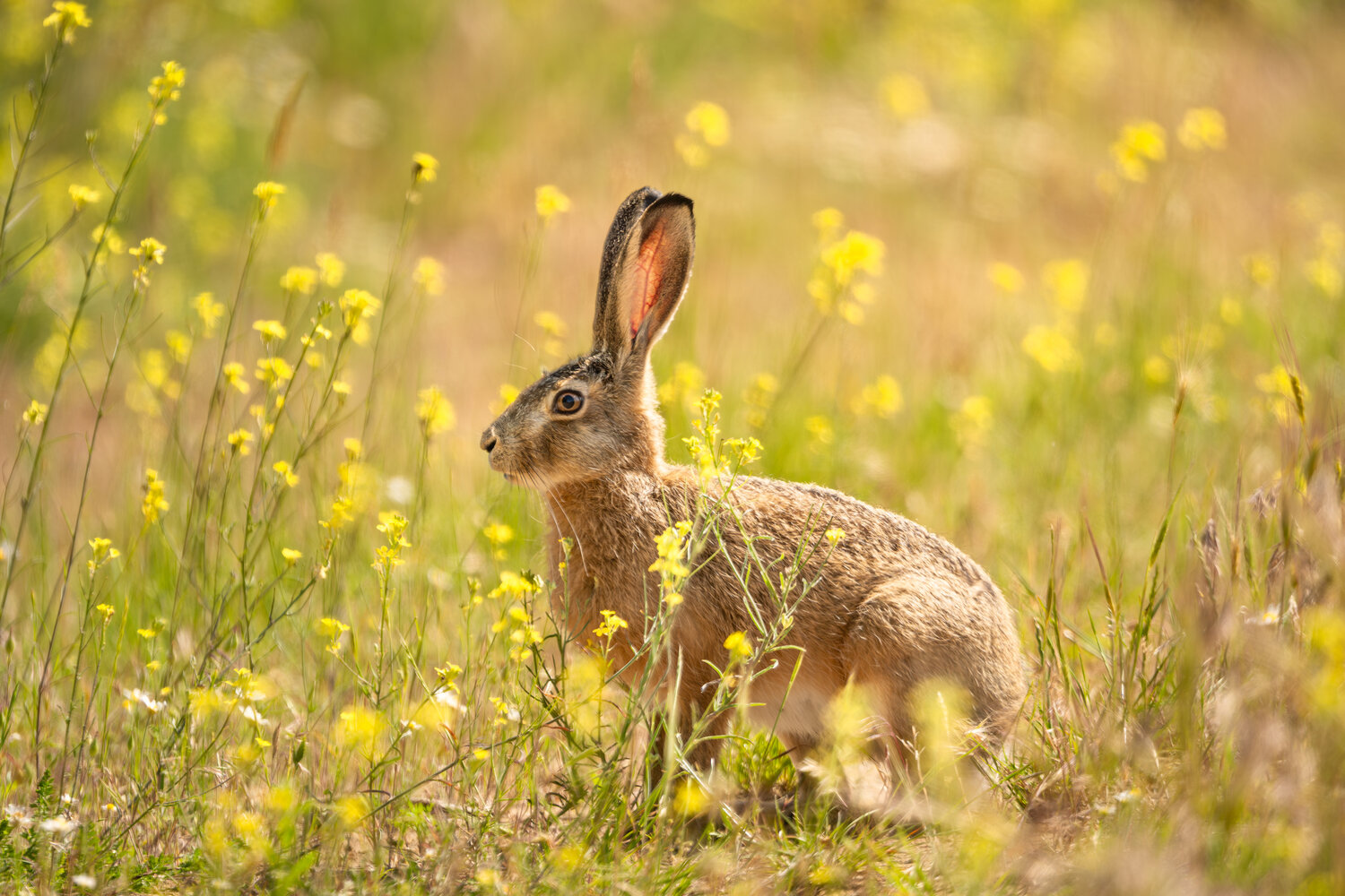 European Hare in Yellow Meadow