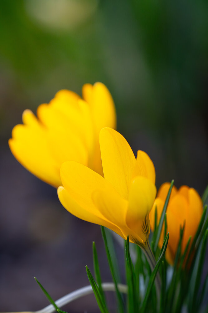 Yellow Croccus