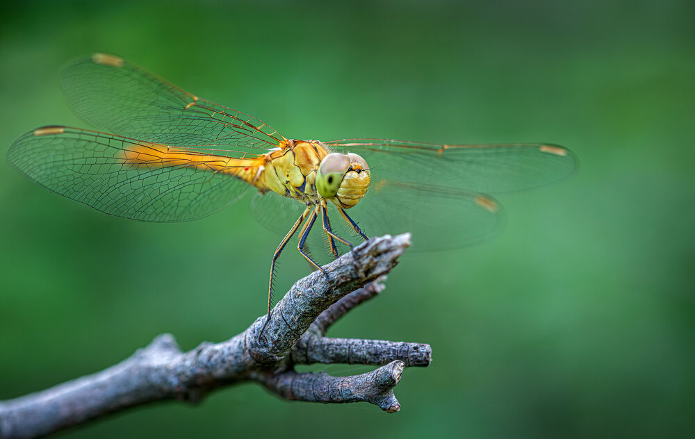 Photograph by Владимир Сковородников