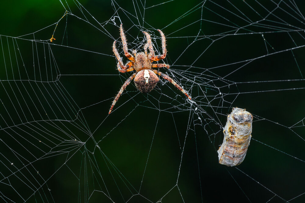 Photograph by Владимир Сковородников