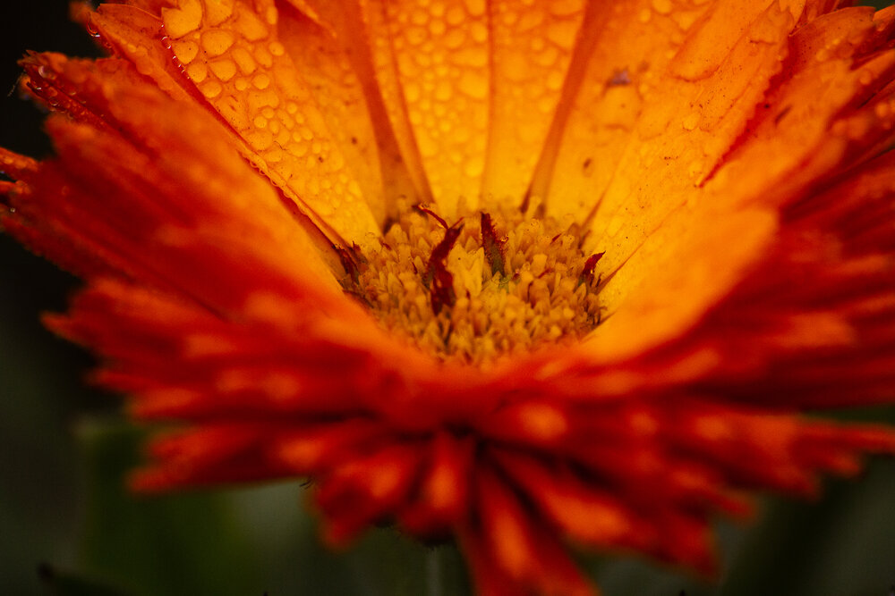 Photograph by Shifatul Shihon