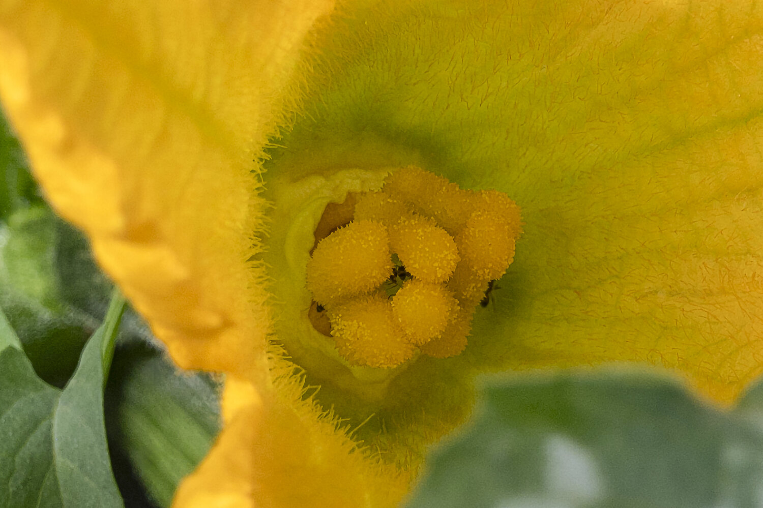 Corazon de calabacin