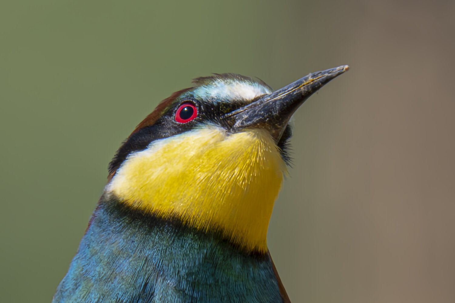 Abejaruco