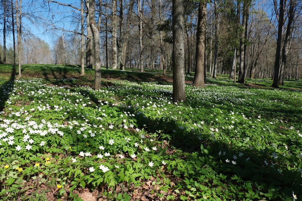 Photograph by Лариса Андреева