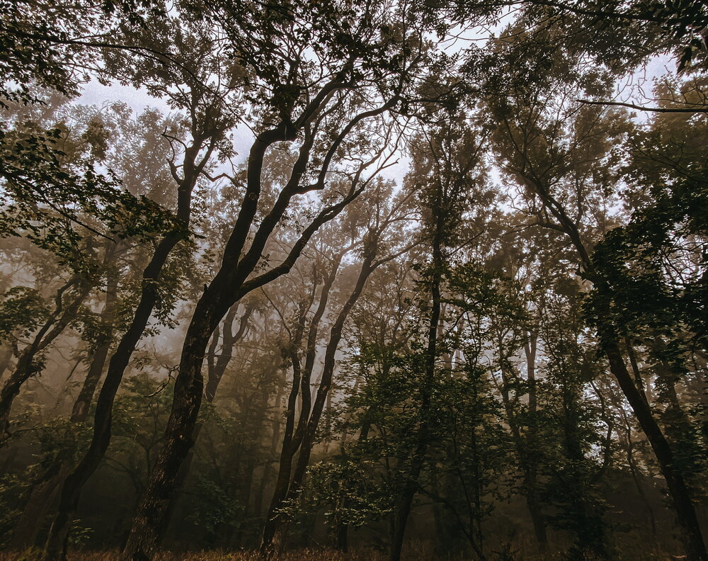 Photograph by Elena R