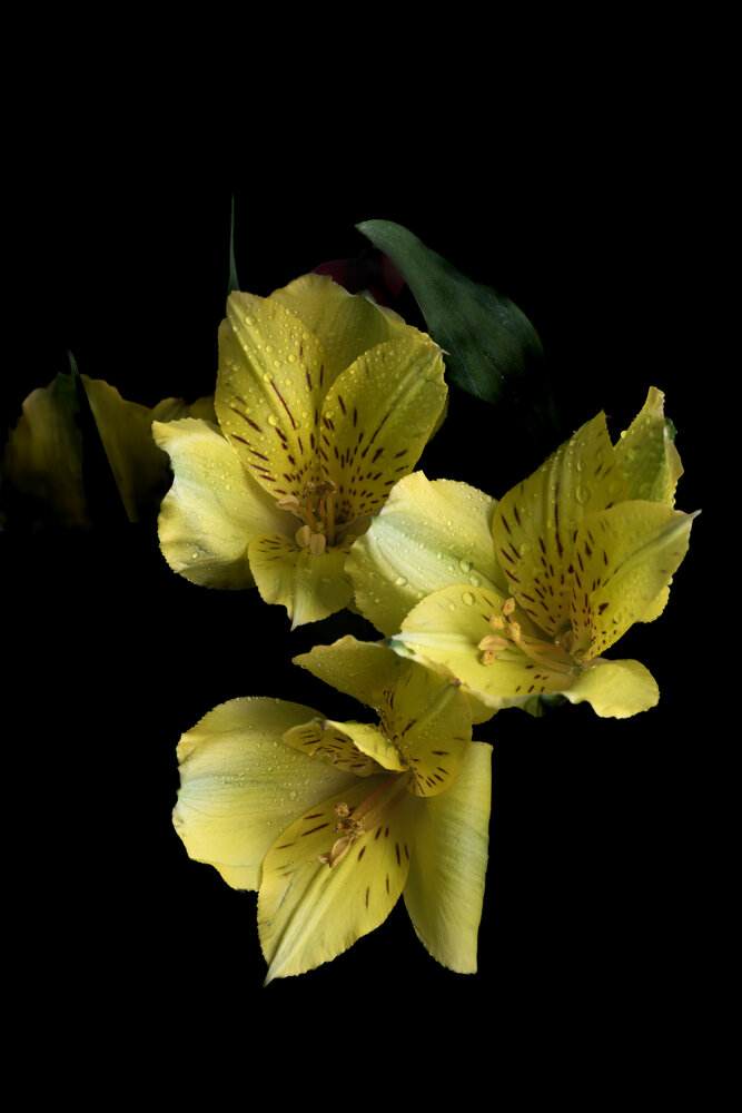Photograph by Юлия Куликова