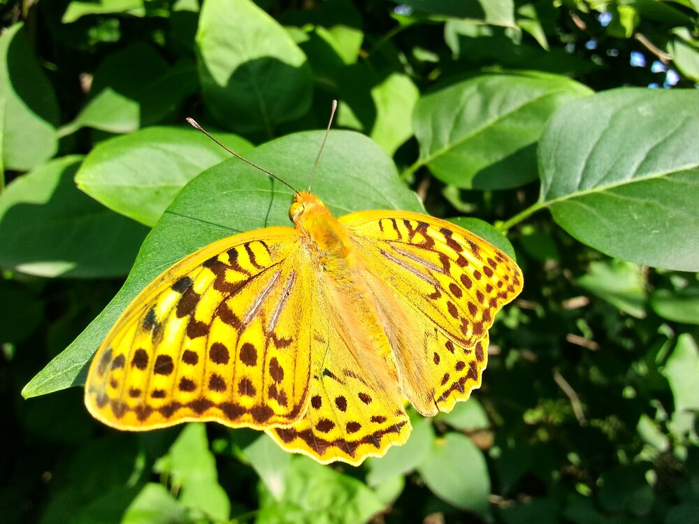 Photograph by Ксения Звонникова