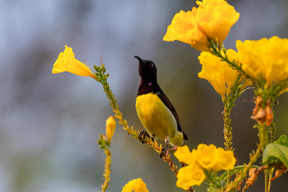 Photograph by Chaitanya Dudhalkar