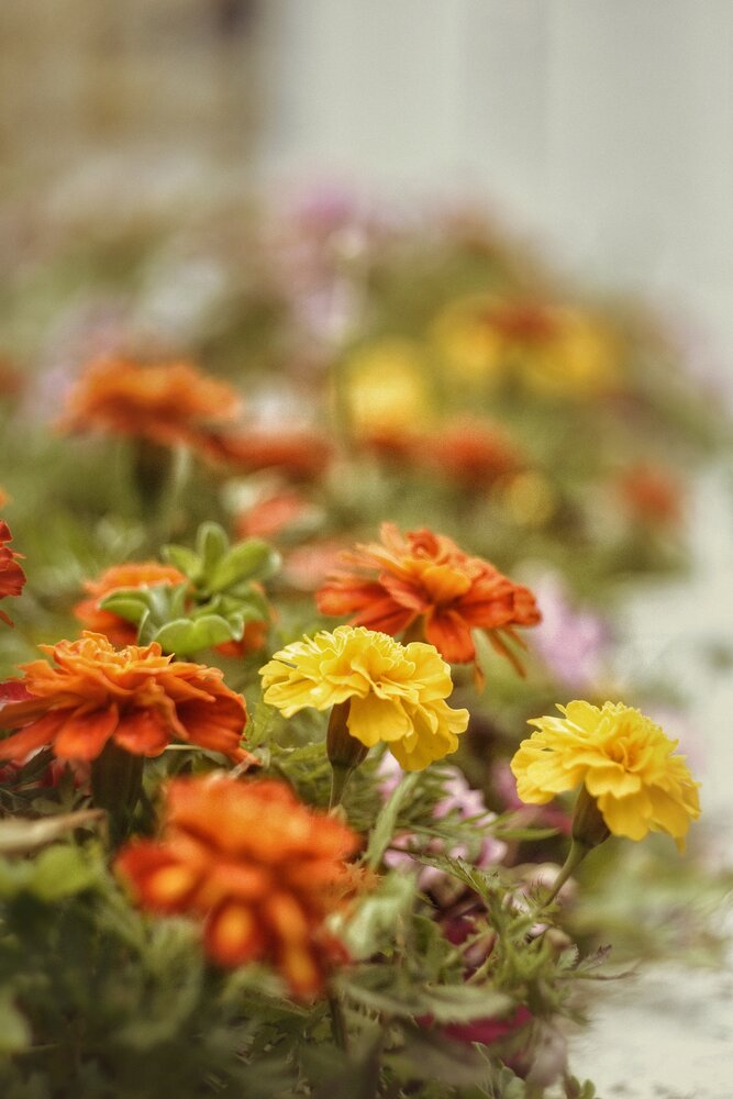 Photograph by Ekaterina Myr