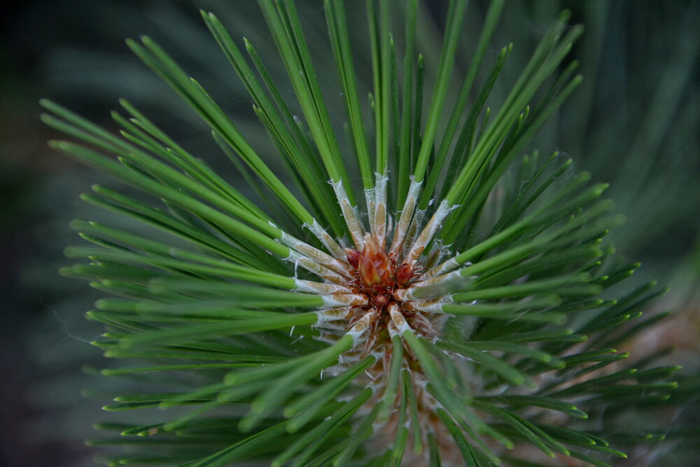Photograph by Алина Николаева