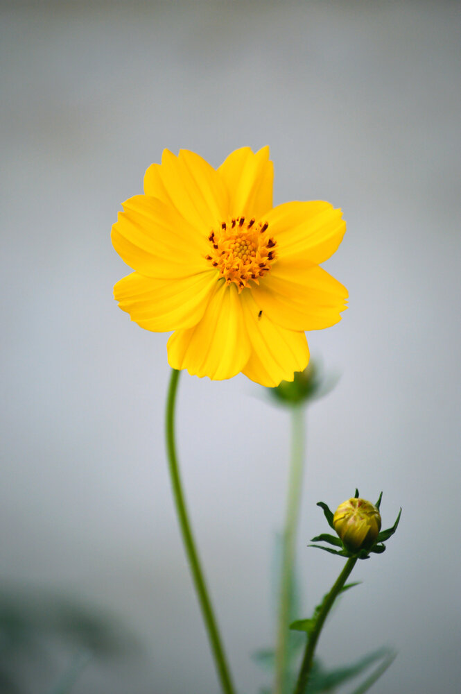 Photograph by Oscar Curo