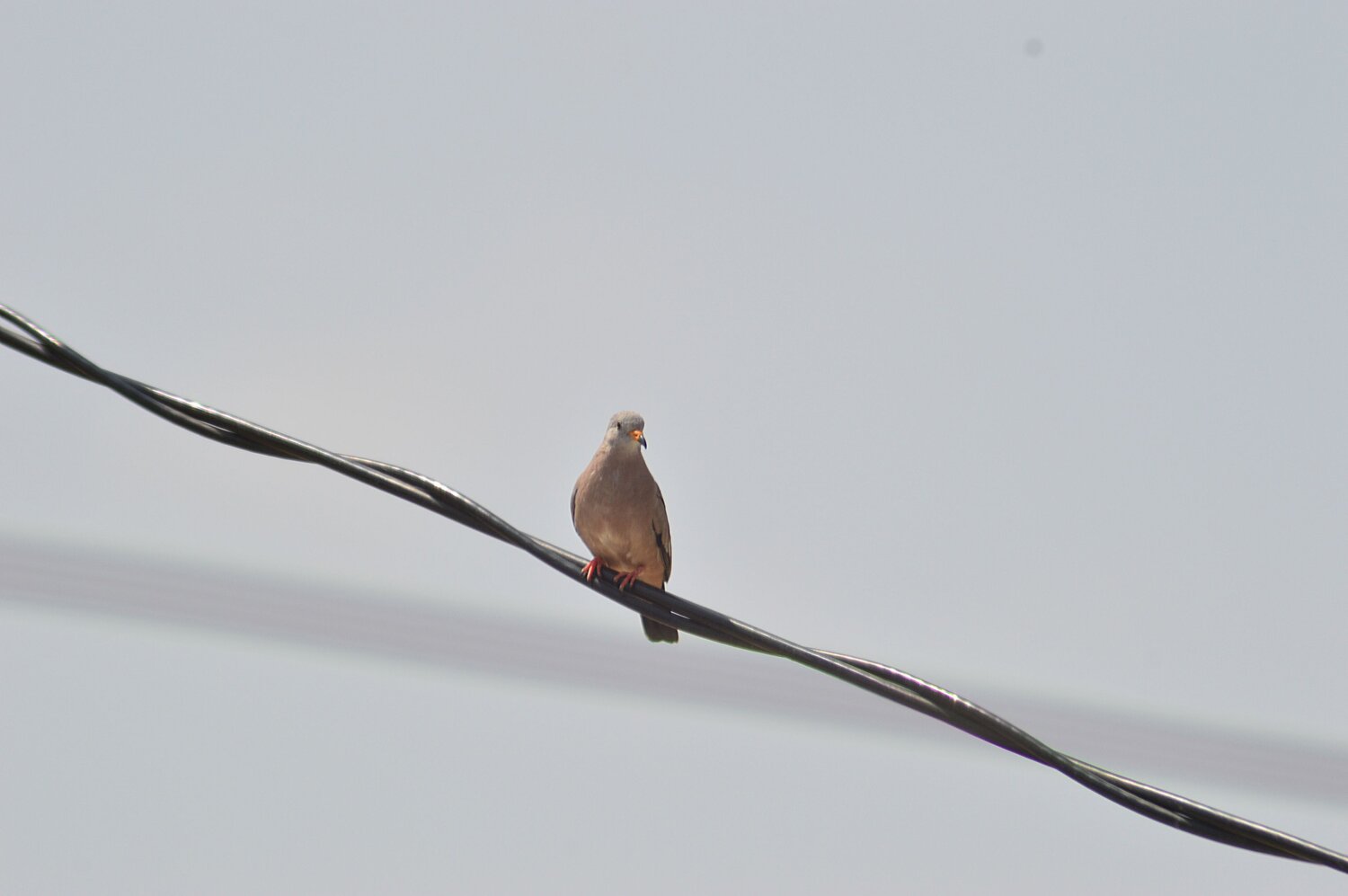 Photo #13812730