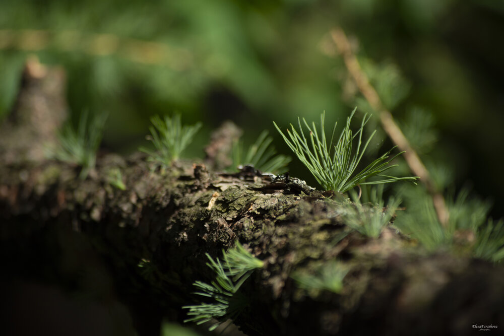 Photograph by Елена Фурашова