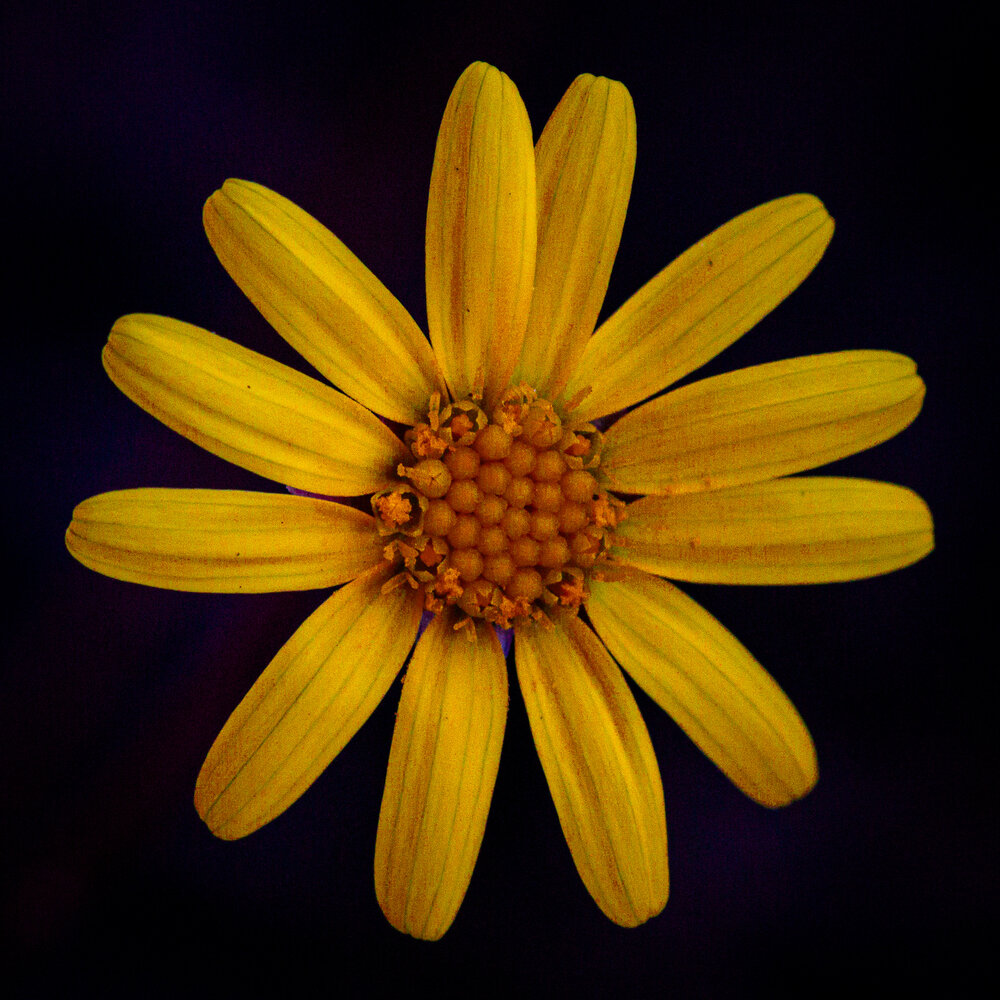 Photograph by Silvio José