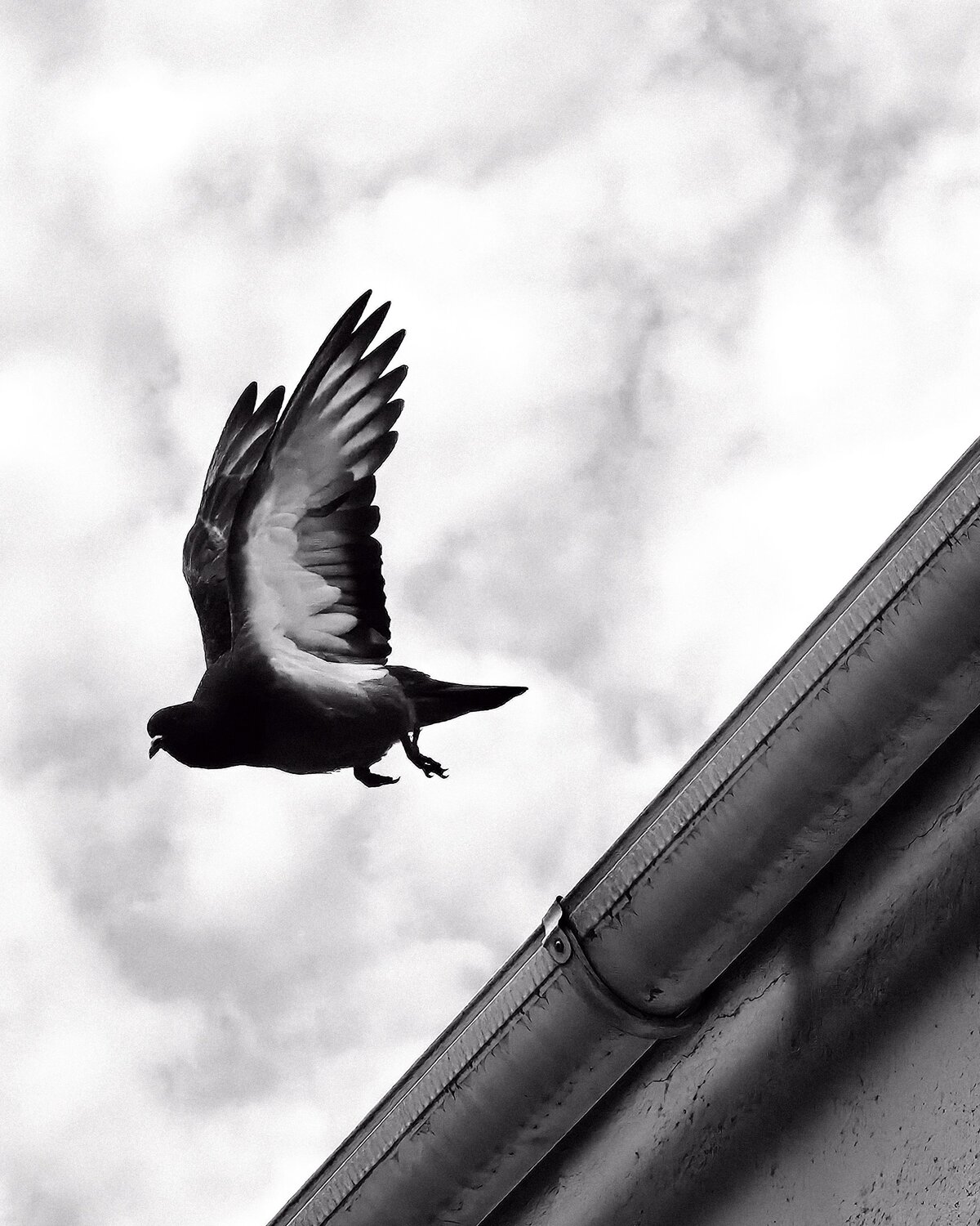 Photo #13812935