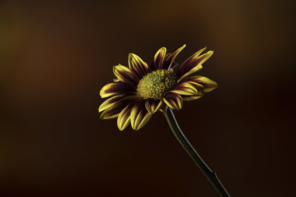 Flower Yellow