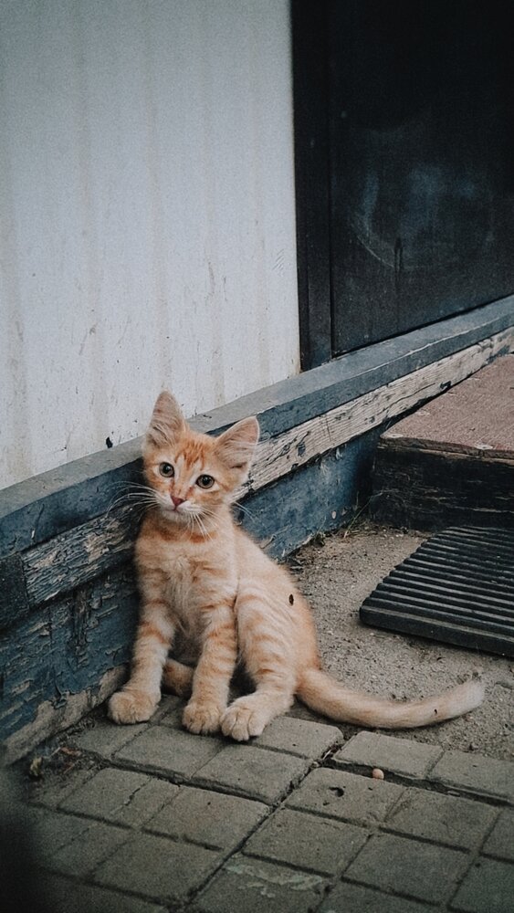 Photo #13813115