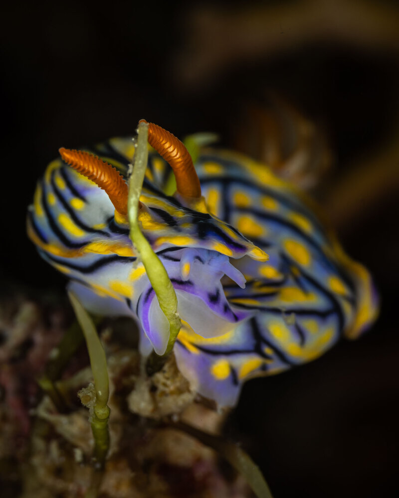 Photograph by ANTONIO VENTURELLI