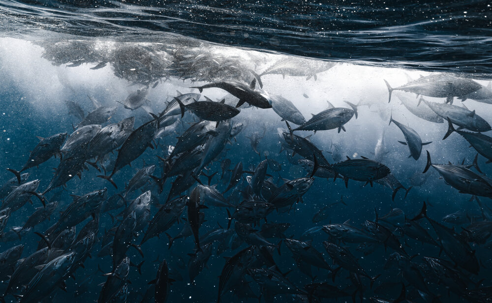 Silver Tide