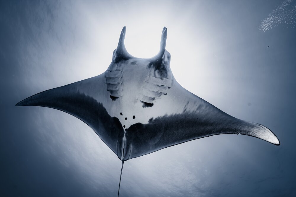 Manta Madness