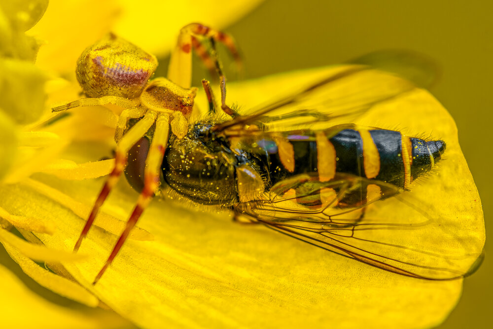Yellow Grip