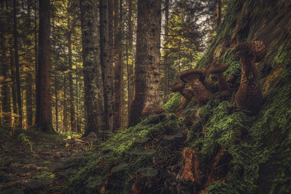 Council Beneath the Pines
