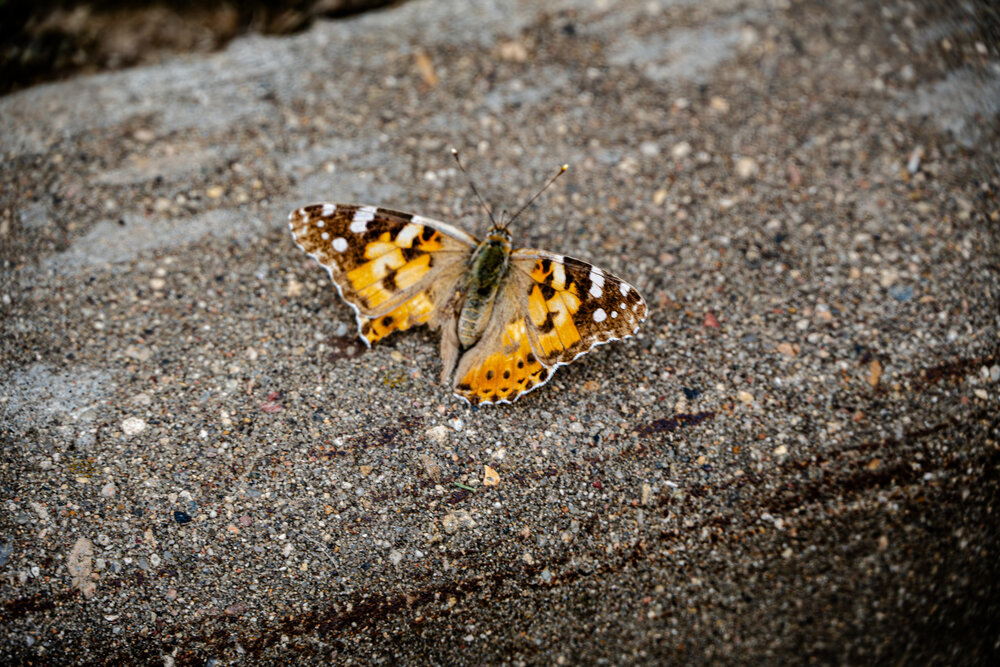 Photograph by Алексей Бузуев