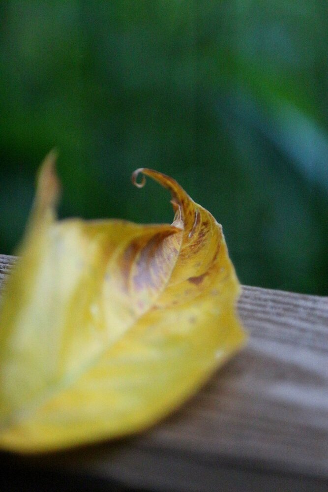 Photograph by Александра