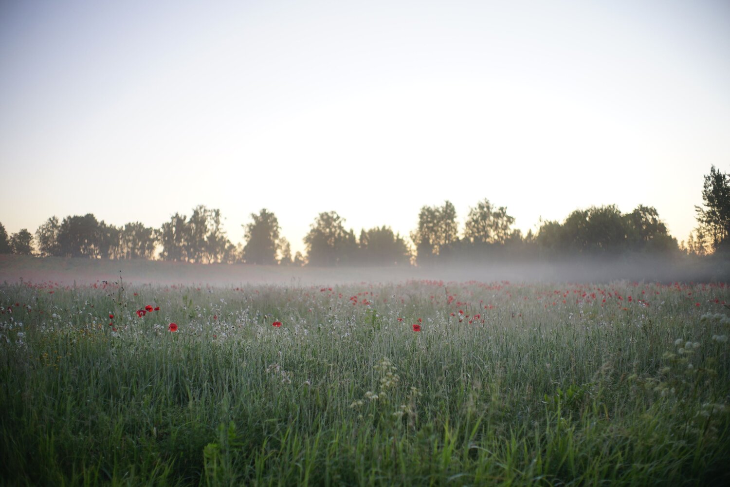 Photo #13813393