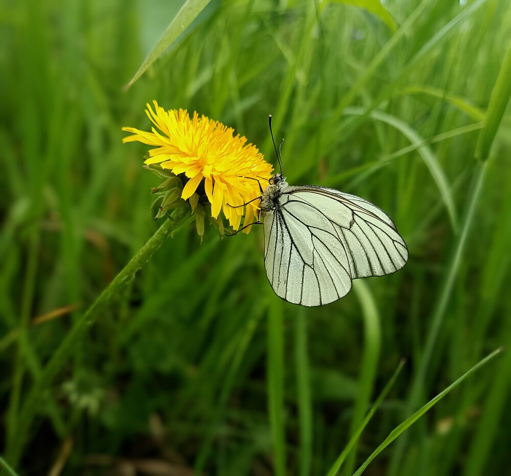 Photograph by Ирина Молоткова