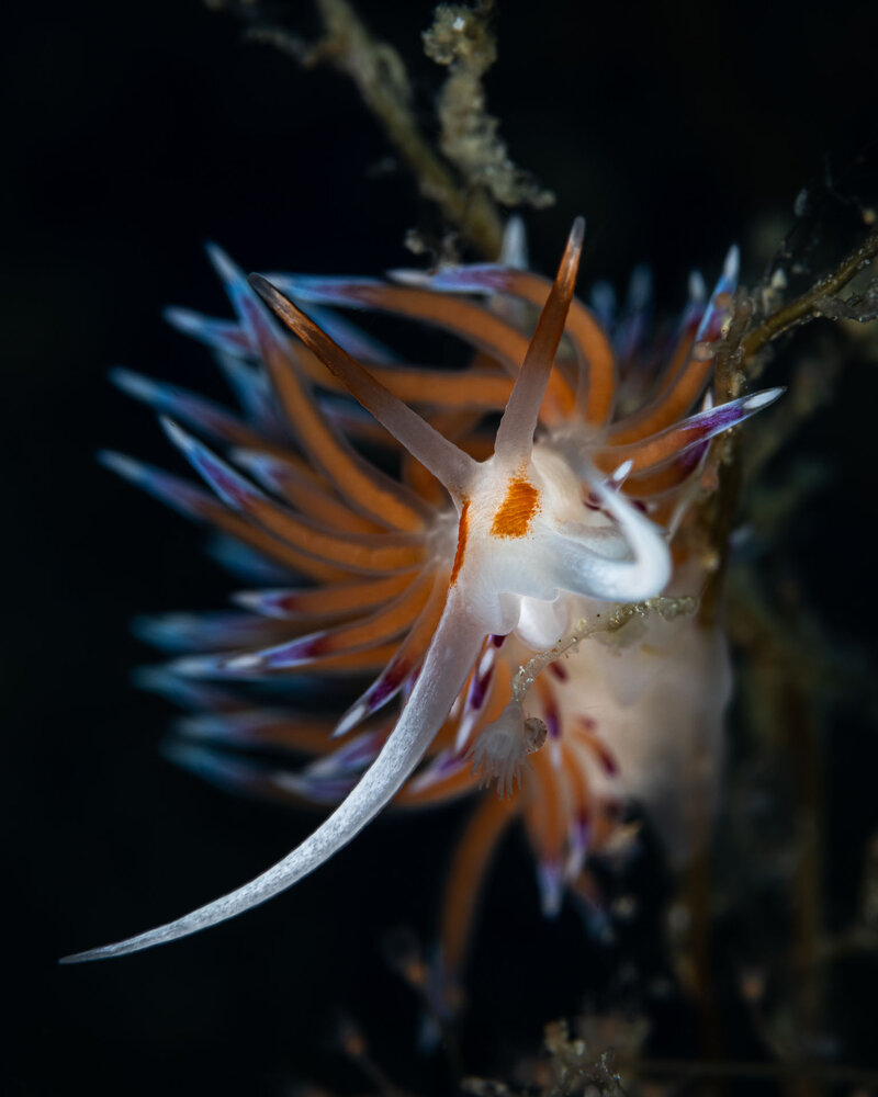 Mediterranean Cratena