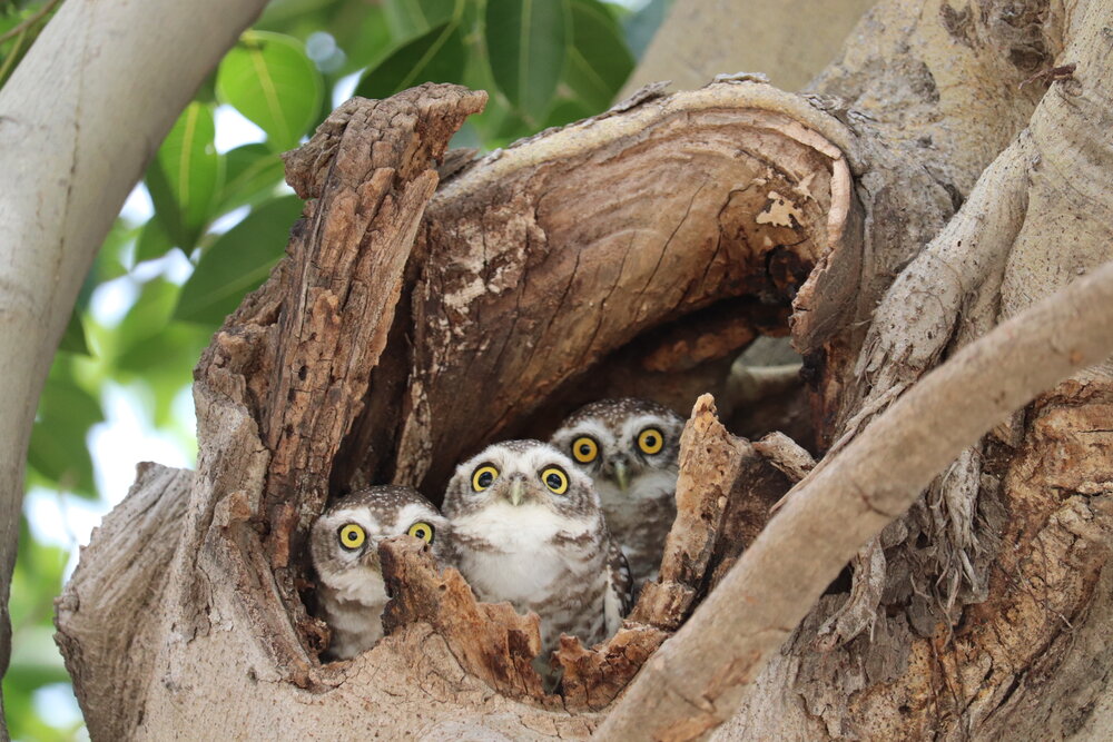 Curious Owlets at the Nest