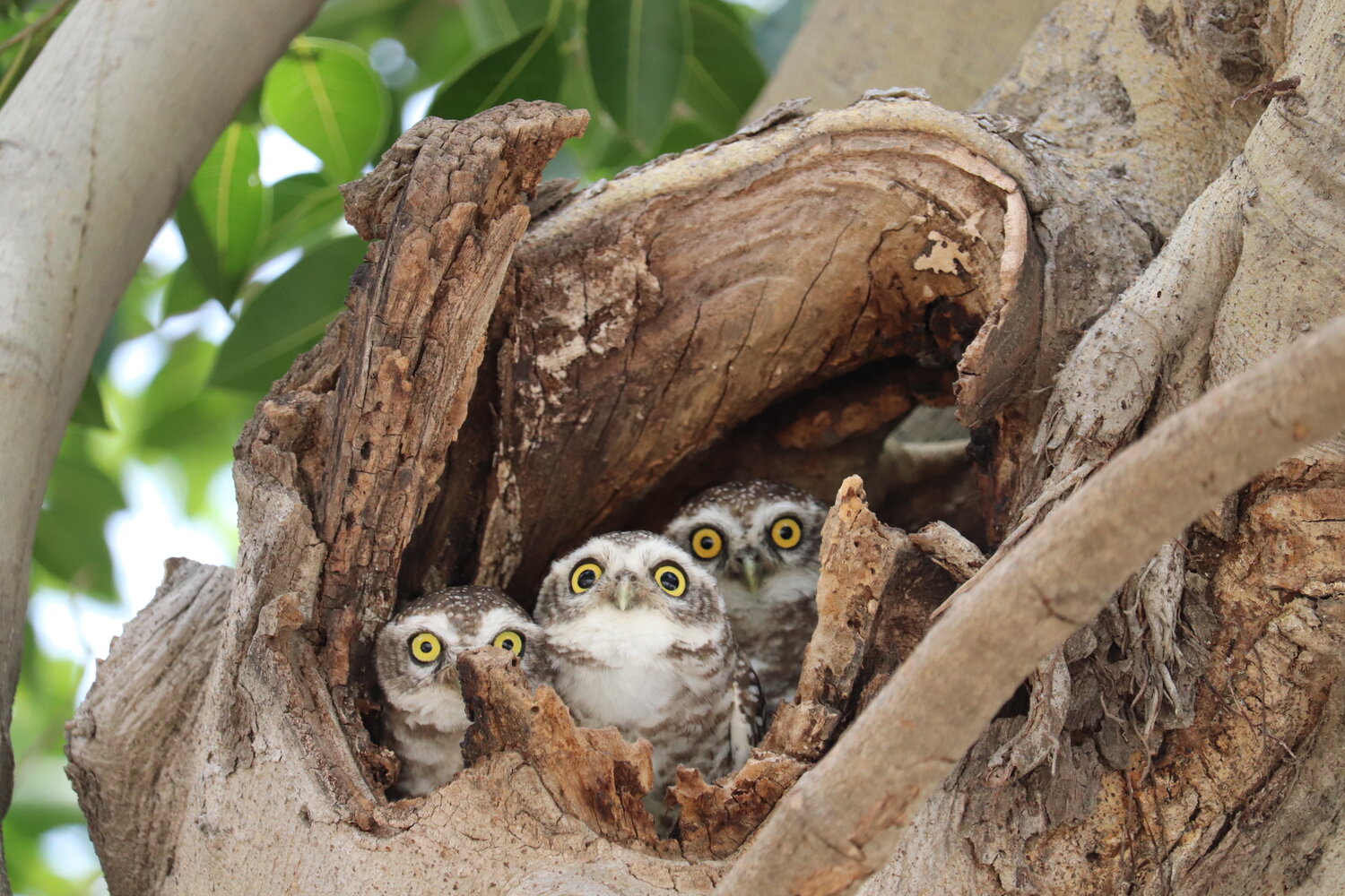 Curious Owlets at the Nest