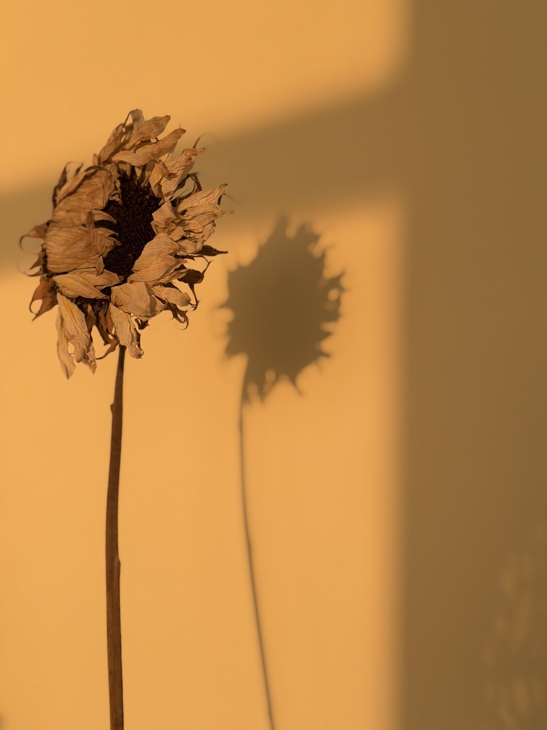 Photo #13813577