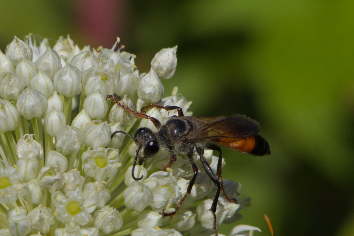 Black digger wasp on white flower macro portrait Black digger wasp on white flower macro portrait