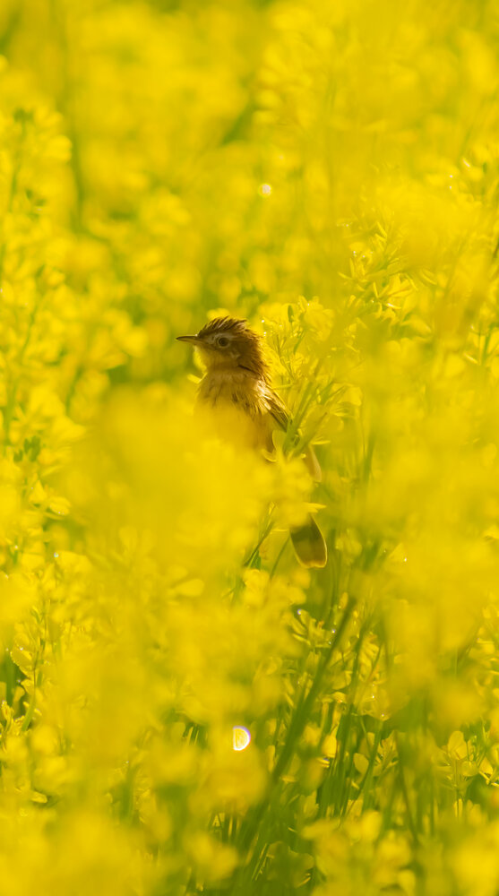 Фотография автора Biplob Ghosh