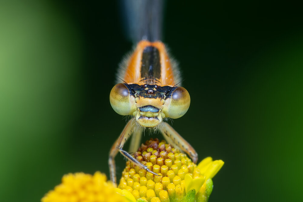 Photograph by Utpal Sarker