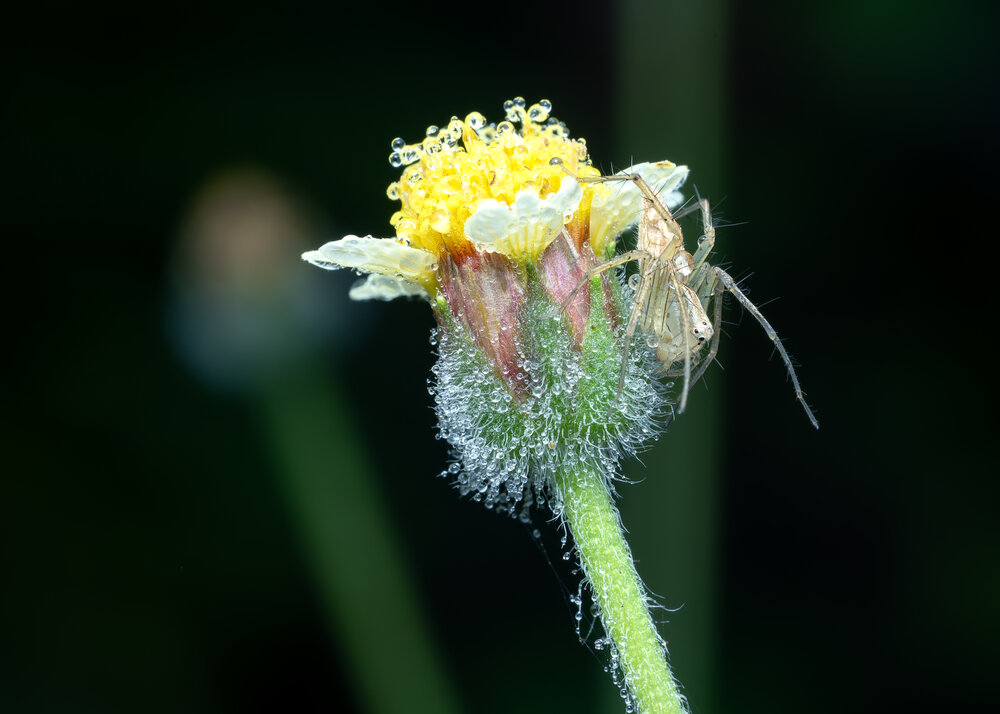 Photograph by Utpal Sarker