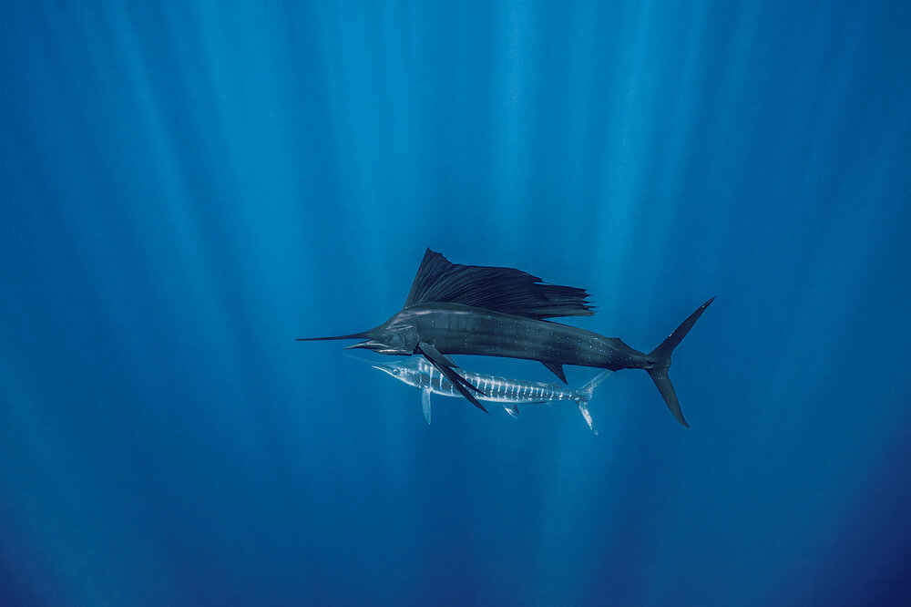 Photograph by Damir Zurub