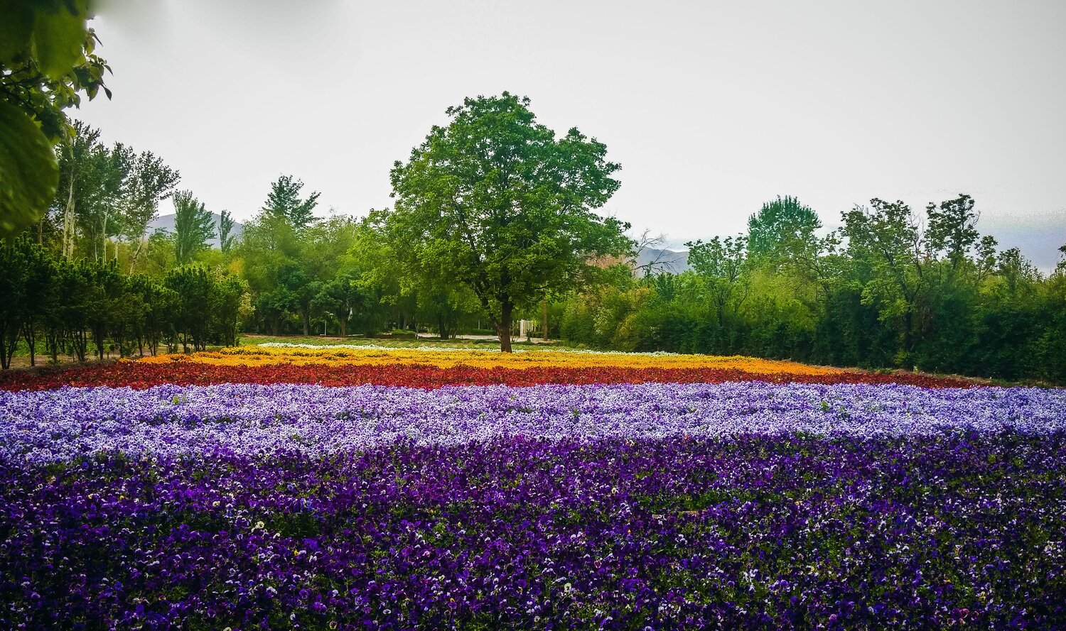Colors of Spring