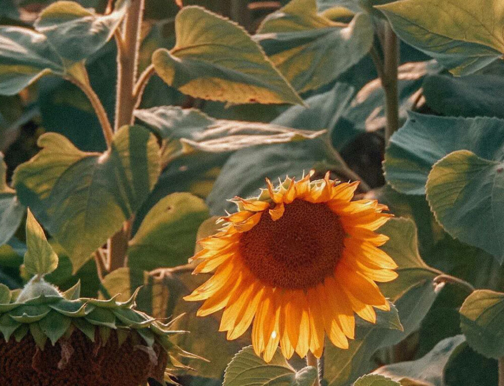 Photograph by Виктория Сергейко