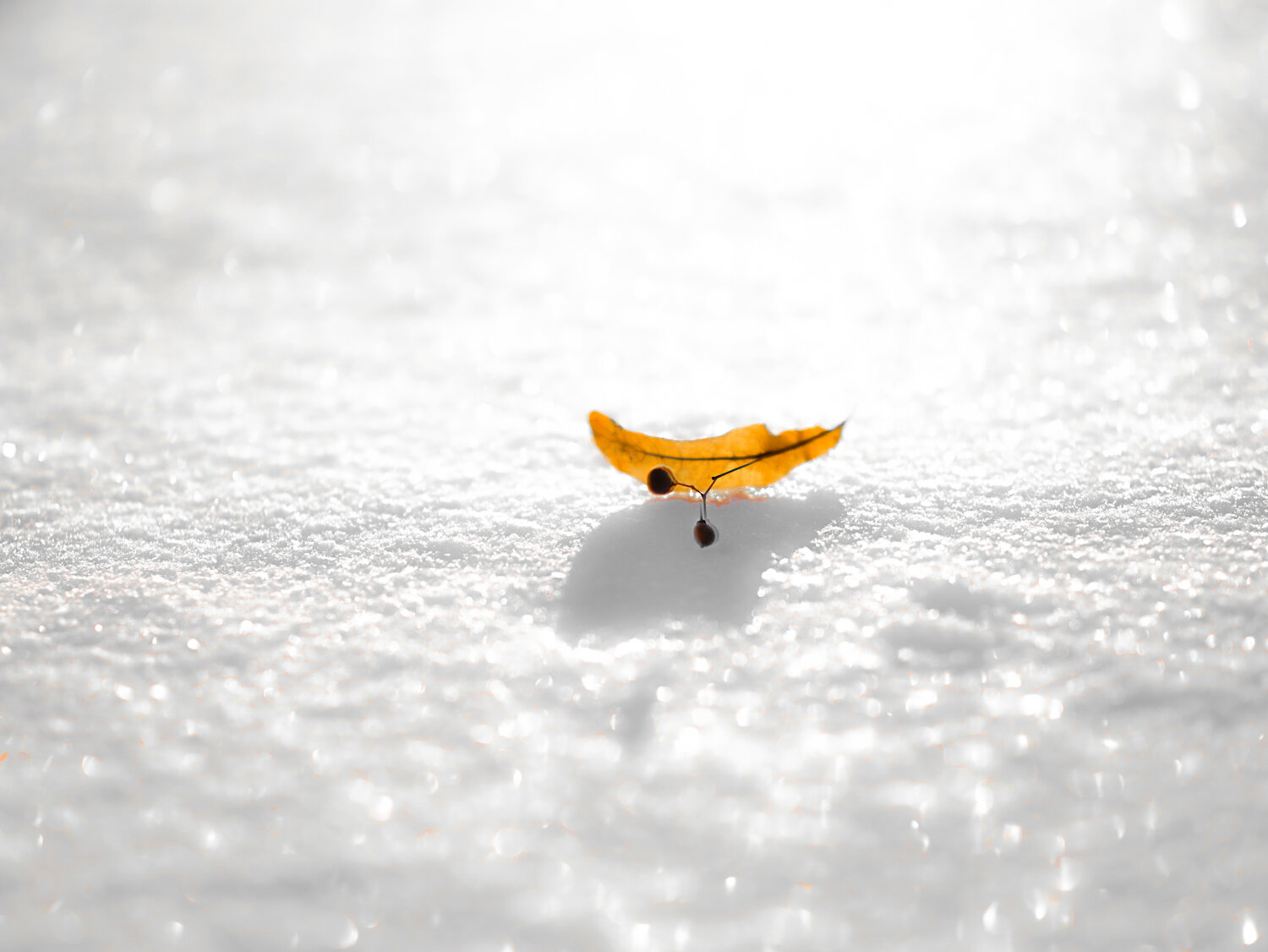 Photo #13814445
